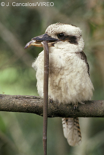 Laughing Kookaburra c26-2-040.jpg